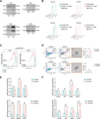 Iron affects the sphere-forming ability of ovarian cancer cells in non-adherent culture conditions